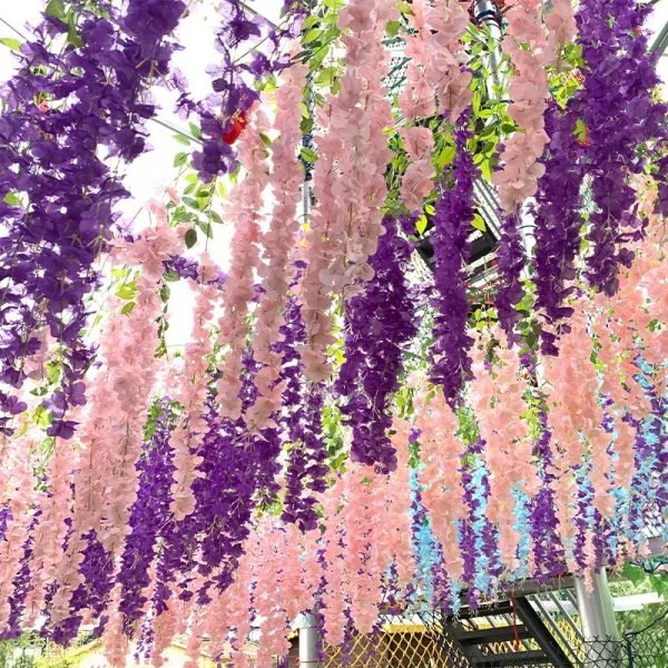 Fleurs pendantes de glycine – Image 4