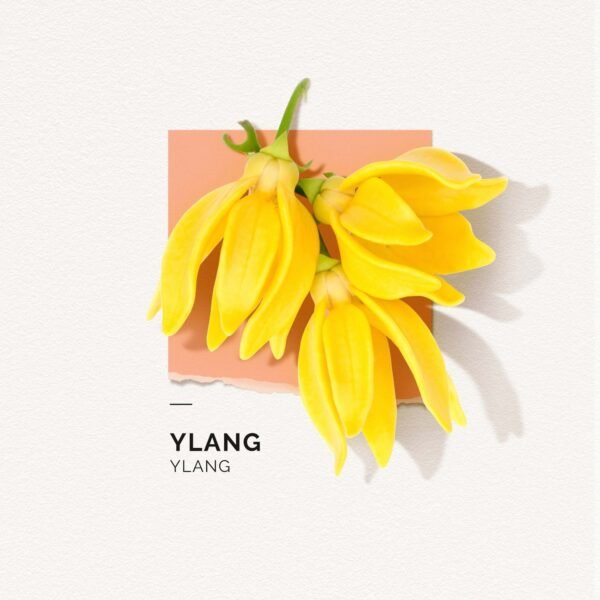 SOLINOTES Ylang Parfum 50 ml – Image 4