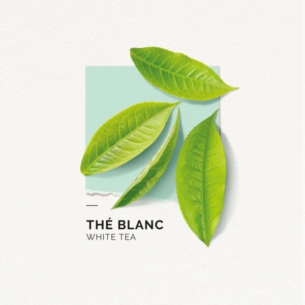 SOLINOTES Thé Blanc Parfum 15 ml – Image 4