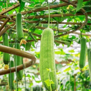 2 éponges naturelles luffa